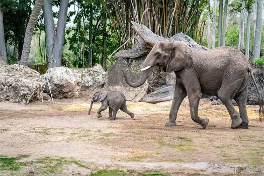 Kilimanjaro-Safaris_Full_54958