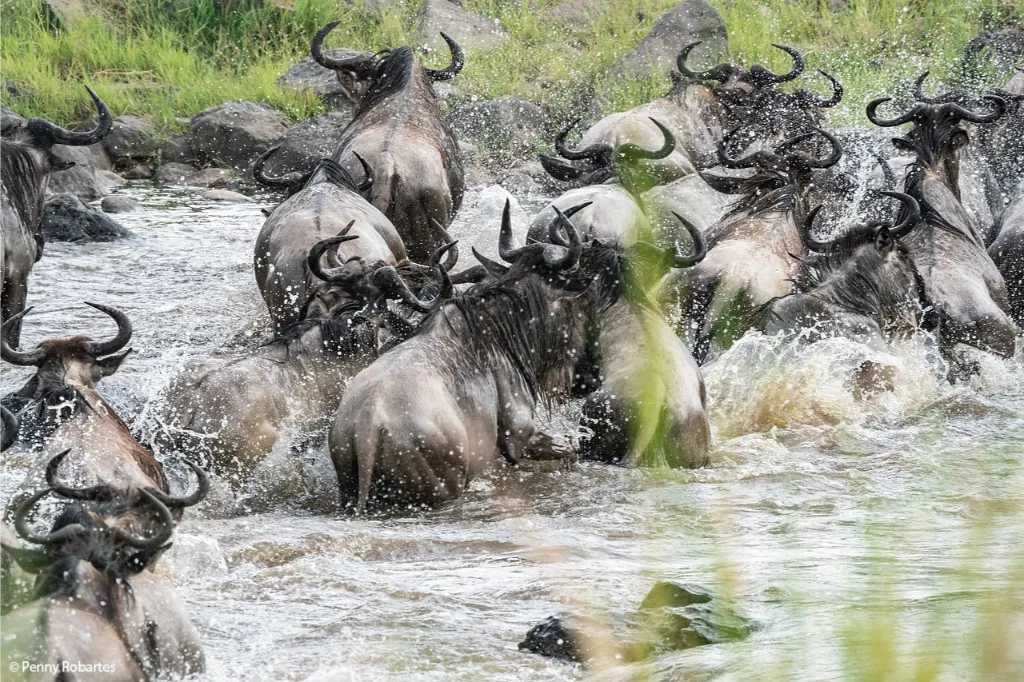 Masai-Mara-Photo-Tour-1-3