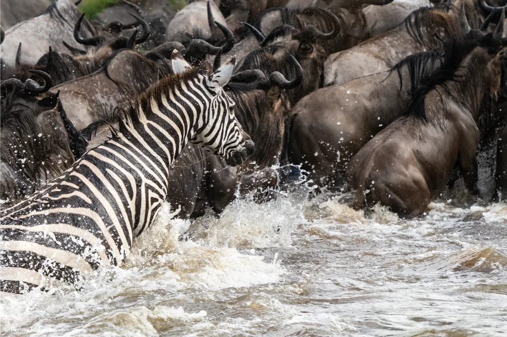Masai-Mara-Photo-Tour-2-2