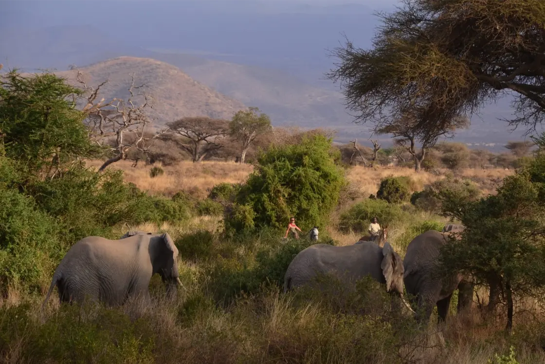 kilimanjaro_elephant_iTbpB