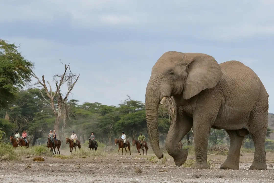kilimanjaro_elephant_rL7HB